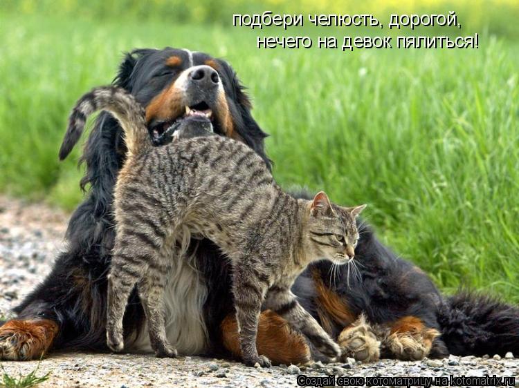 Котоматрица: подбери челюсть, дорогой, нечего на девок пялиться!