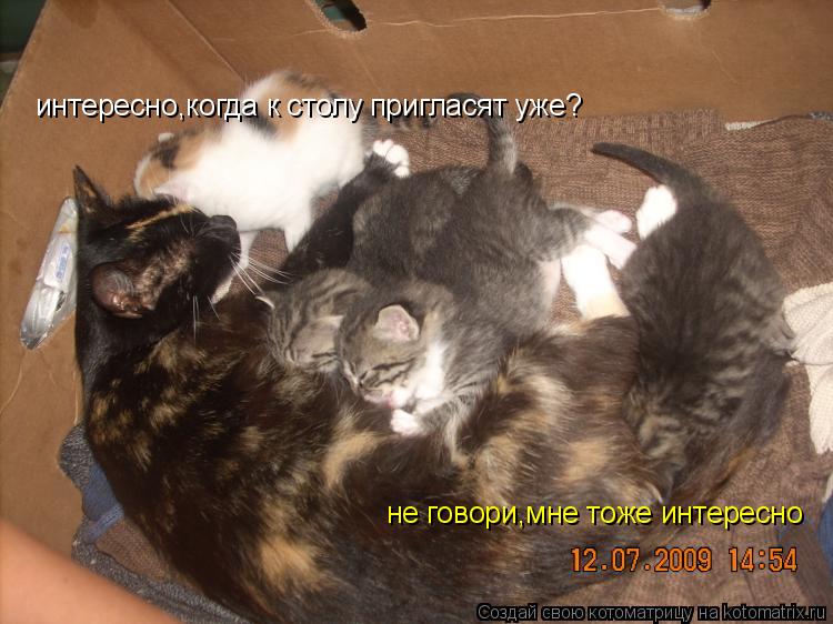 Котоматрица: интересно,когда к столу пригласят уже? не говори,мне тоже интересно