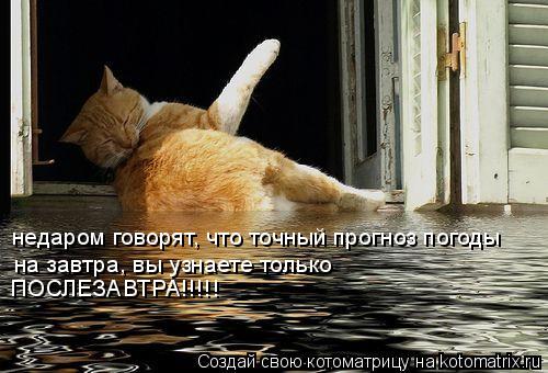 Котоматрица: недаром говорят, что точный прогноз погоды  на завтра, вы узнаете только ПОСЛЕЗАВТРА!!!!!