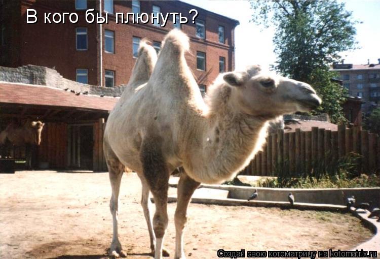 Котоматрица: В кого бы плюнуть?