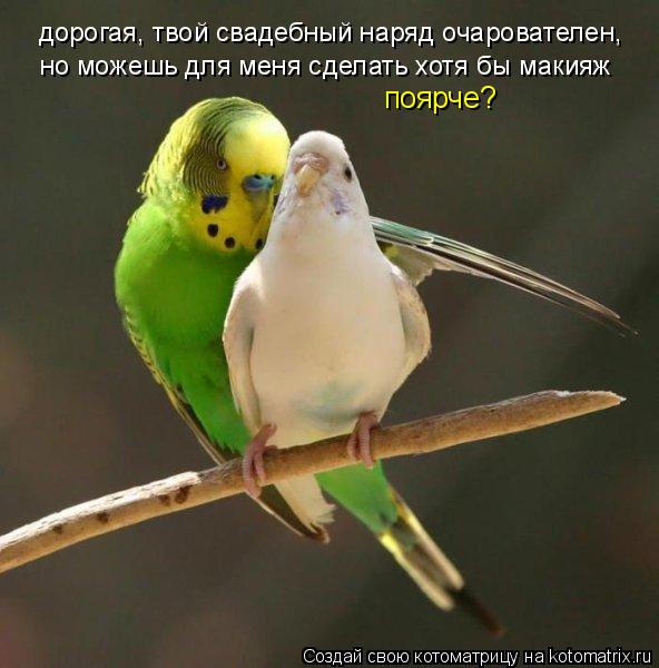 Котоматрица: дорогая, твой свадебный наряд очарователен,  но можешь для меня сделать хотя бы макияж поярче?