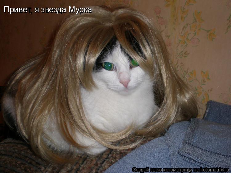 Котоматрица: Привет, я звезда Мурка