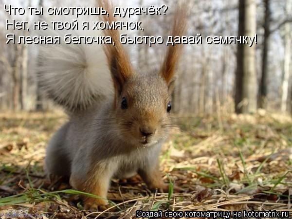 Котоматрица: Что ты смотришь, дурачёк? Нет, не твой я хомячок, Я лесная белочка, быстро давай семячку!
