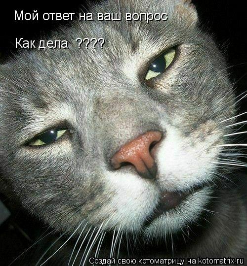Котоматрица: Мой ответ на ваш вопрос    Как дела  ????