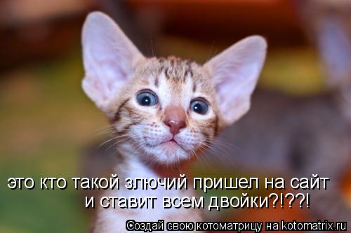 Котоматрица: это кто такой злючий пришел на сайт и ставит всем двойки?!??!