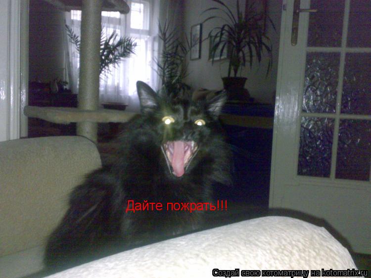 Котоматрица: Дайте пожрать!!!