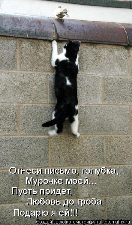 Котоматрица: Отнеси письмо, голубка, Пусть придет, Любовь до гроба Подарю я ей!!! Мурочке моей...