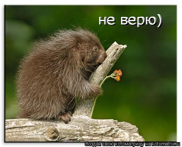 Котоматрица: не верю) не верю)