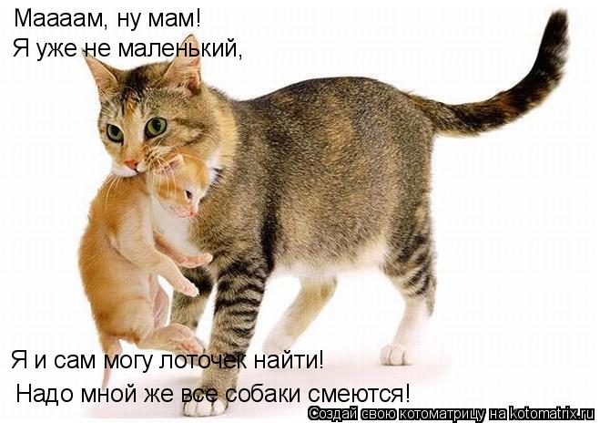 Котоматрица: Маааам, ну мам! Я уже не маленький, Надо мной же все собаки смеются! Я и сам могу лоточек найти!