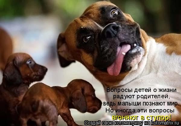 Вопросы детей о жизни радуют родителей, ведь малыши познают мир. Но иногда эти вопросы вгоняют в ... Котоматрица: Вопросы детей о жизни радуют родителей, ведь малыши познают мир. Но иногда эти вопросы вгоняют в ступор!