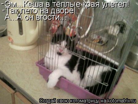 Котоматрица: Эм...Кеша в тёплые края улетел! Так лето на дворе! А...А он вгости... - -