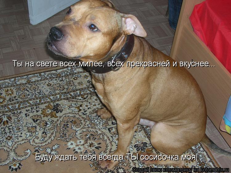 Котоматрица: Ты на свете всех милее, всех прекрасней и вкуснее... Буду ждать тебя всегда ТЫ сосисочка моя!