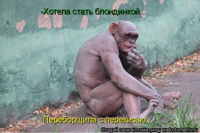 Котоматрица: -Хотела стать блондинкой... ...Переборщила с перекисью...
