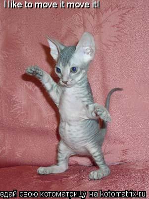 Котоматрица: I like to move it move it!