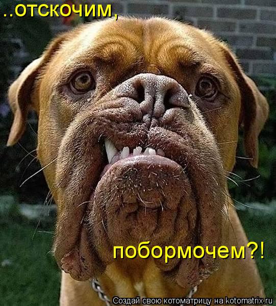 Котоматрица: ..отскочим, побормочем?!
