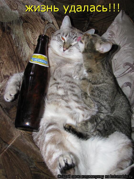 Котоматрица: жизнь удалась!!!