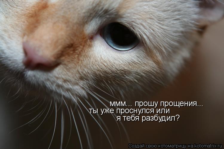 Котоматрица: ммм... прошу прощения... ты уже проснулся или я тебя разбудил?