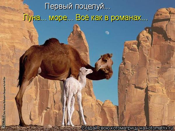 Котоматрица: Первый поцелуй... Луна... море... Всё как в романах...