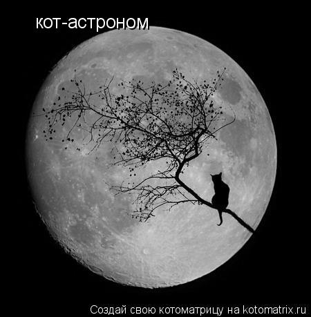 Котоматрица: кот-астроном