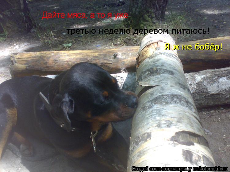 Дайте мяса, а то я уже третью неделю деревом питаюсь! Я ж не бобёр!... Котоматрица: Дайте мяса, а то я уже третью неделю деревом питаюсь! Я ж не бобёр!