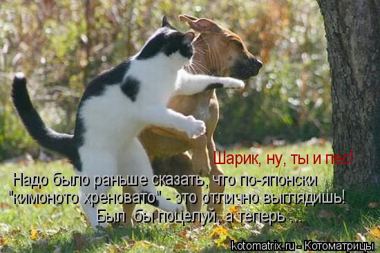 Шарик, ну, ты и пес! Надо было раньше сказать, что по-японски "кимоното хреновато" - это отлично выгл... Котоматрица: Шарик, ну, ты и пес! Надо было раньше сказать, что по-японски "кимоното хреновато" - это отлично выглядишь! Был бы поцелуй, а теперь ...