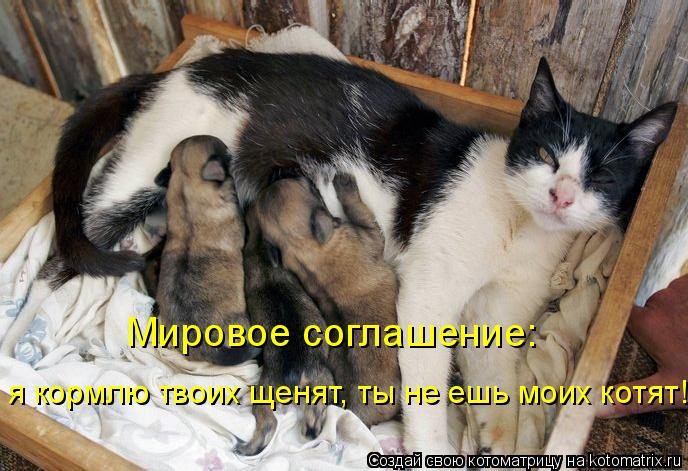 Котоматрица: Мировое соглашение:  я кормлю твоих щенят, ты не ешь моих котят!