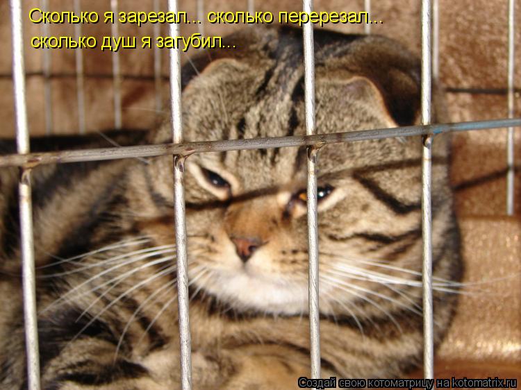 Котоматрица: Сколько я зарезал... сколько перерезал...  сколько душ я загубил...