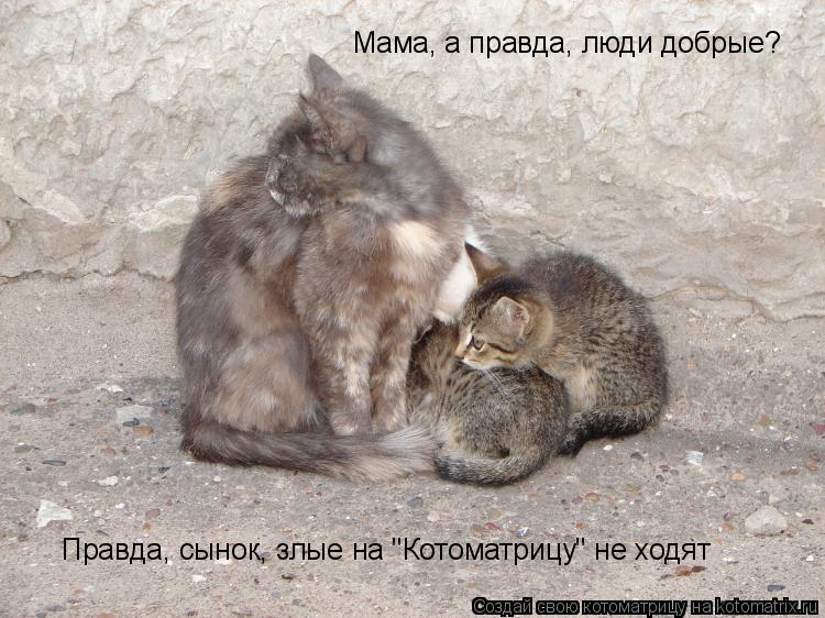 Мама, а правда, люди добрые? Правда, сынок, злые на "Котоматрицу" не ходят... Котоматрица: Мама, а правда, люди добрые? Правда, сынок, злые на "Котоматрицу" не ходят
