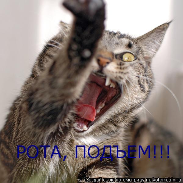 РОТА, ПОДЪЕМ!!!... Котоматрица: РОТА, ПОДЪЕМ!!!