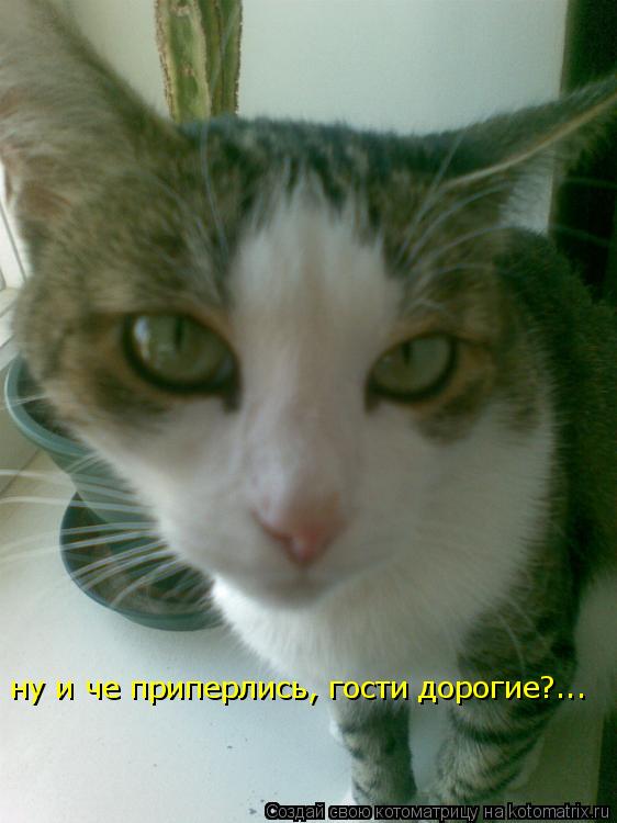 Котоматрица: ну и че приперлись, гости дорогие?...