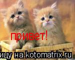 привет!... Котоматрица: привет!