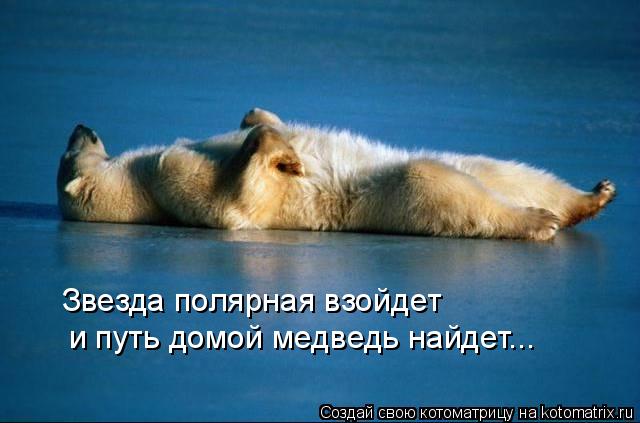 Котоматрица: Звезда полярная взойдет и путь домой медведь найдет...