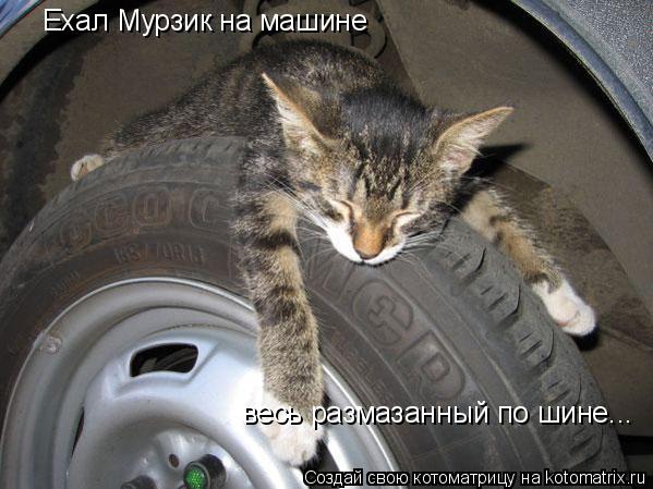 Котоматрица: Ехал Мурзик на машине весь размазанный по шине...
