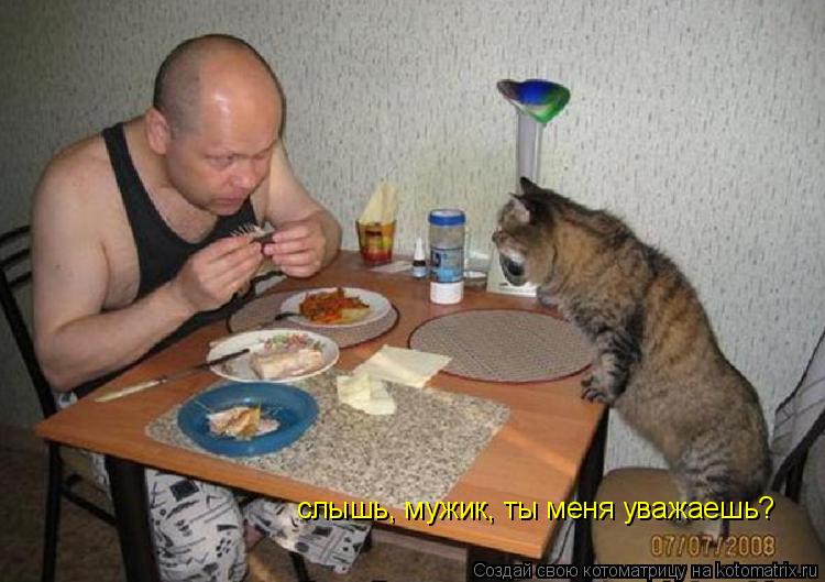 Котоматрица: слышь, мужик, ты меня уважаешь?