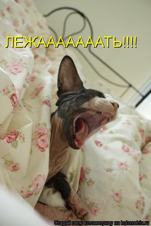Котоматрица: ЛЕЖАААААААТЬ!!!!