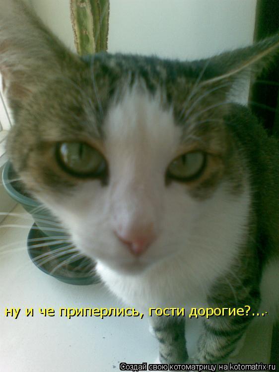 Котоматрица: .