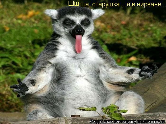 Котоматрица: Шш