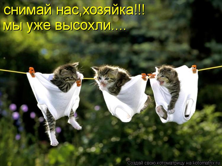 снимай нас,хозяйка!!! мы уже высохли....... Котоматрица: снимай нас,хозяйка!!! мы уже высохли....