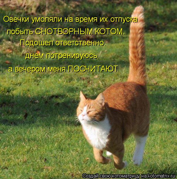 Котоматрица: Овечки умоляли на время их отпуска побыть СНОТВОРНЫМ КОТОМ. Подошел ответственно: днем потренируюсь, а вечером меня ПОСЧИТАЮТ