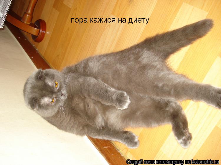 Котоматрица: пора кажися на диету