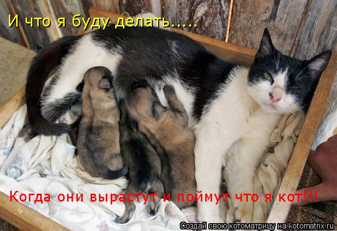 Котоматрица: И что я буду делать..... Когда они вырастут и поймут что я кот!!!