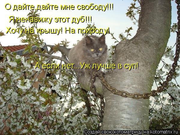 Котоматрица: О дайте,дайте мне свободу!!! Я ненавижу этот дуб!!! Хочу на крышу! На природу! А если нет...Уж лучше в суп!