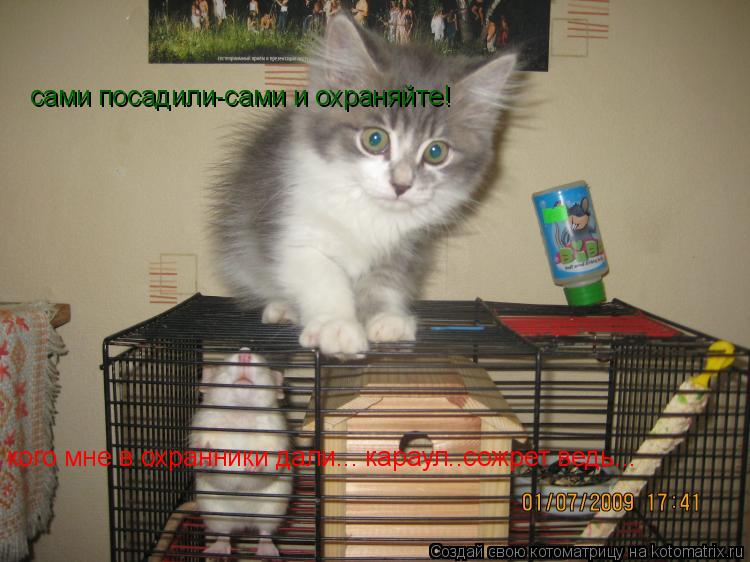 сами посадили-сами и охраняйте! кого мне в охранники дали... караул..сожрет ведь...... Котоматрица: сами посадили-сами и охраняйте! кого мне в охранники дали... караул..сожрет ведь...