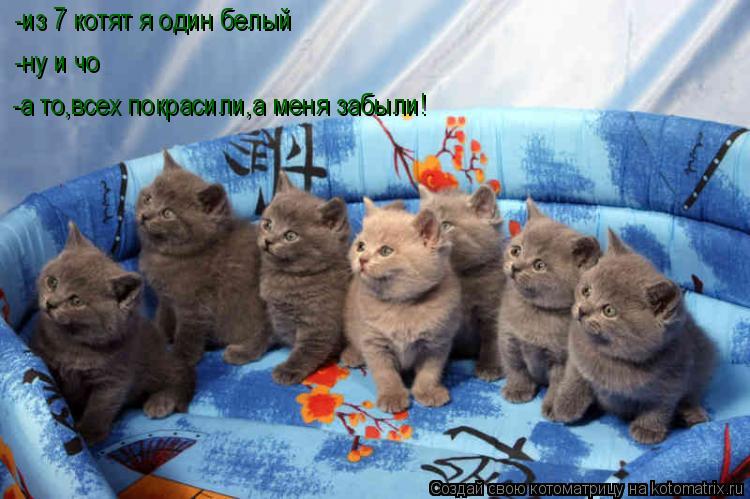 -из 7 котят я один белый -ну и чо -а то,всех покрасили,а меня забыли!... Котоматрица: -из 7 котят я один белый -ну и чо -а то,всех покрасили,а меня забыли!