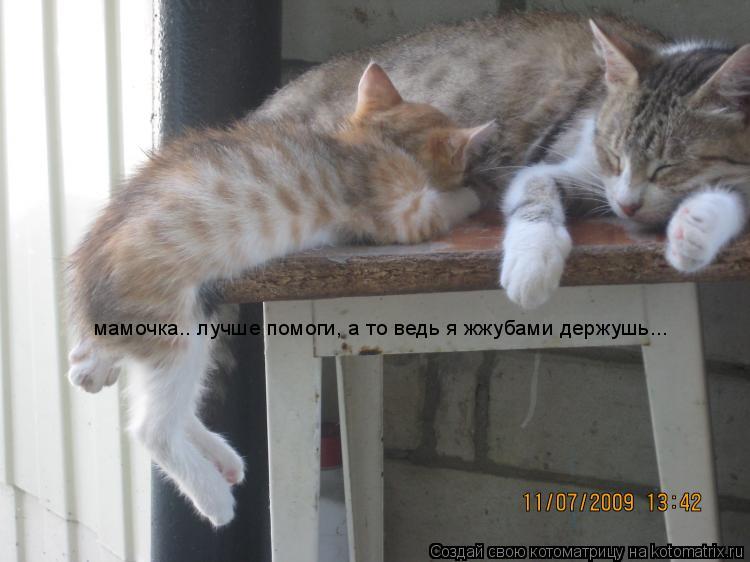 мамочка.. лучше помоги, а то ведь я жжубами держушь...... Котоматрица: мамочка.. лучше помоги, а то ведь я жжубами держушь...