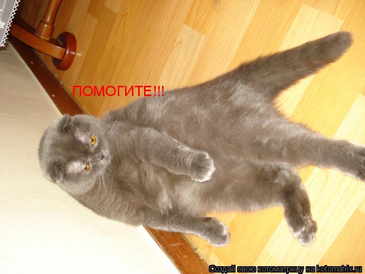 ПОМОГИТЕ!!!... Котоматрица: ПОМОГИТЕ!!!