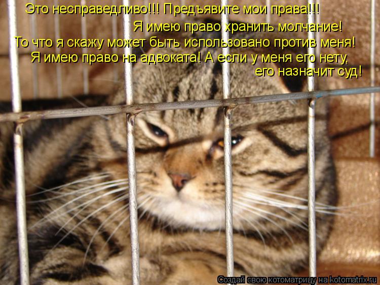 Котоматрица: Я имею право хранить молчание! То что я скажу может быть использовано против меня! Это несправедливо!!! Предъявите мои права!!! Я имею право н
