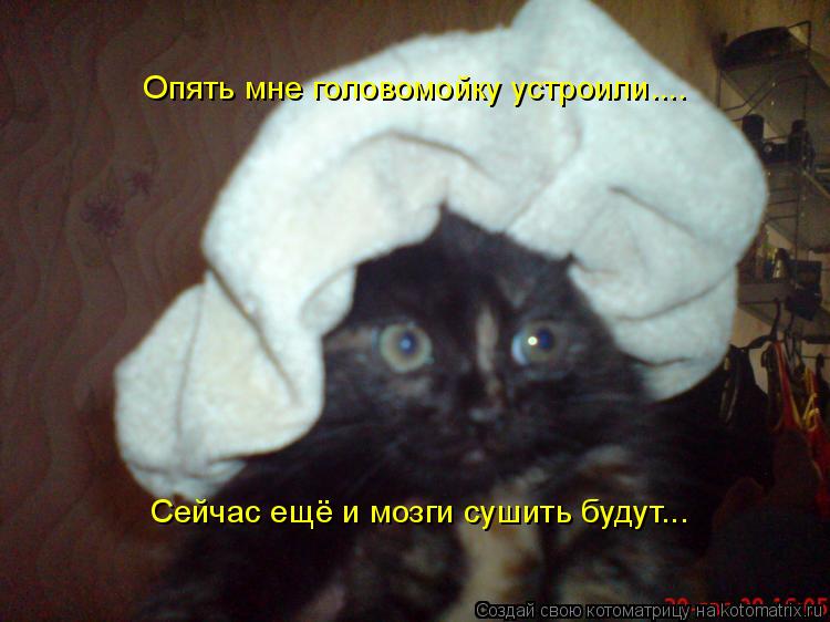 Котоматрица: Опять мне головомойку устроили....  Сейчас ещё и мозги сушить будут...