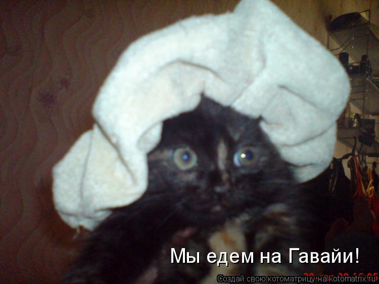 Котоматрица: Мы едем на Гавайи!