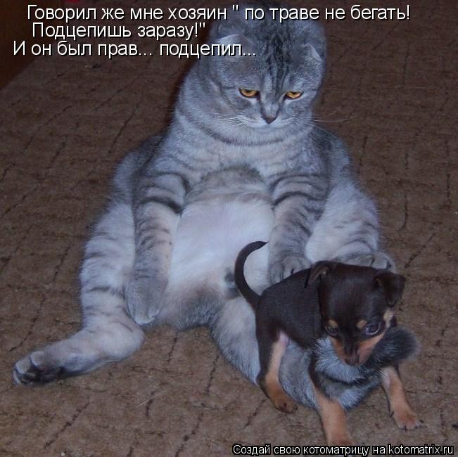 Котоматрица: Говорил же мне хозяин " по траве не бегать! Подцепишь заразу!" И он был прав... подцепил...